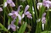 Pogonia Ophioglossoïdes