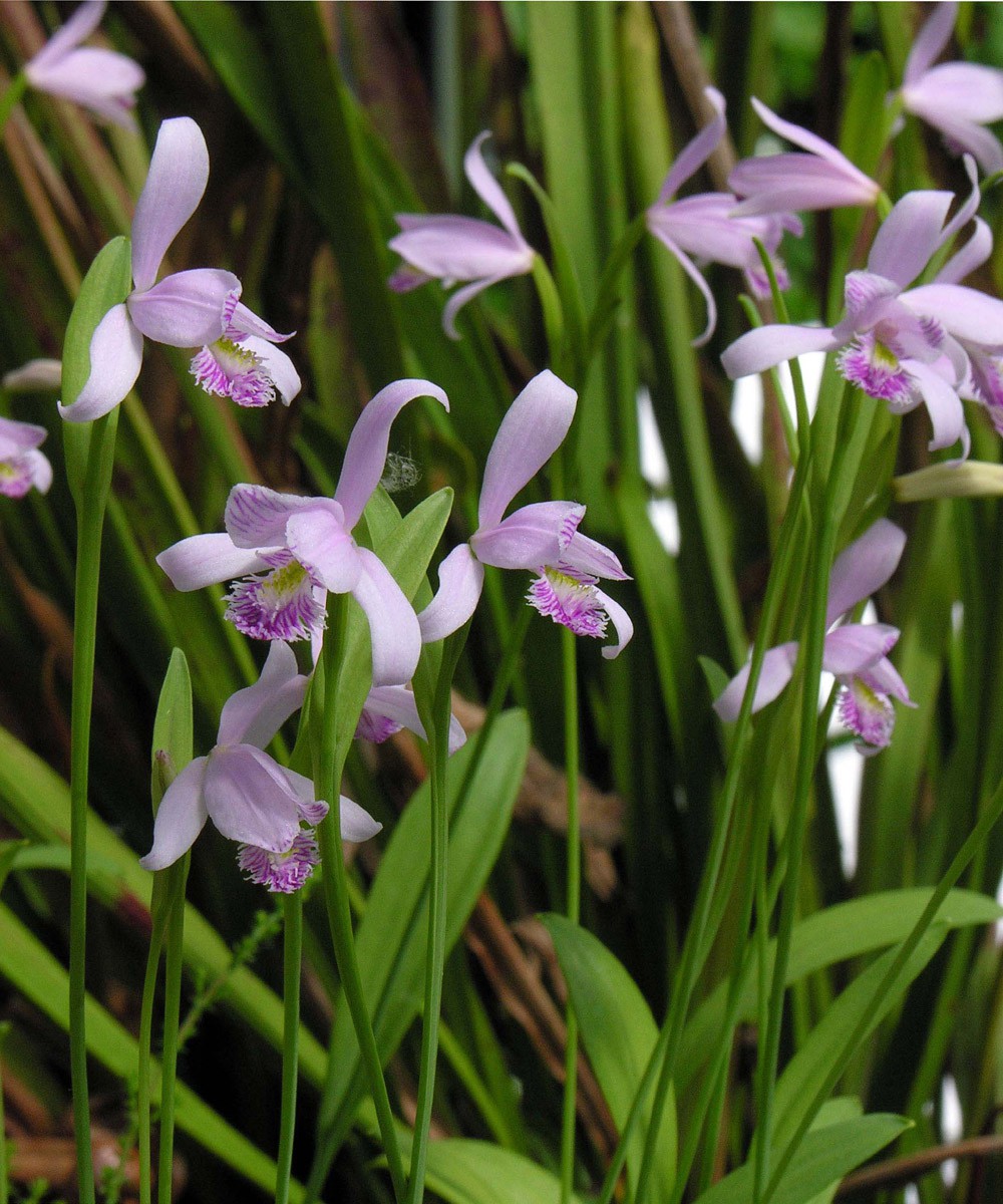Pogonia Ophioglossoïdes