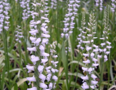 Spiranthes Cernua Odorata...
