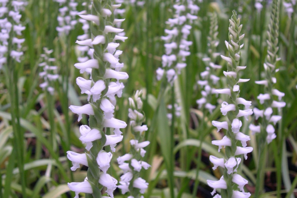 Spiranthes Cernua Odorata Chadd's Ford