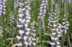 Spiranthes Cernua Odorata Chadd's Ford