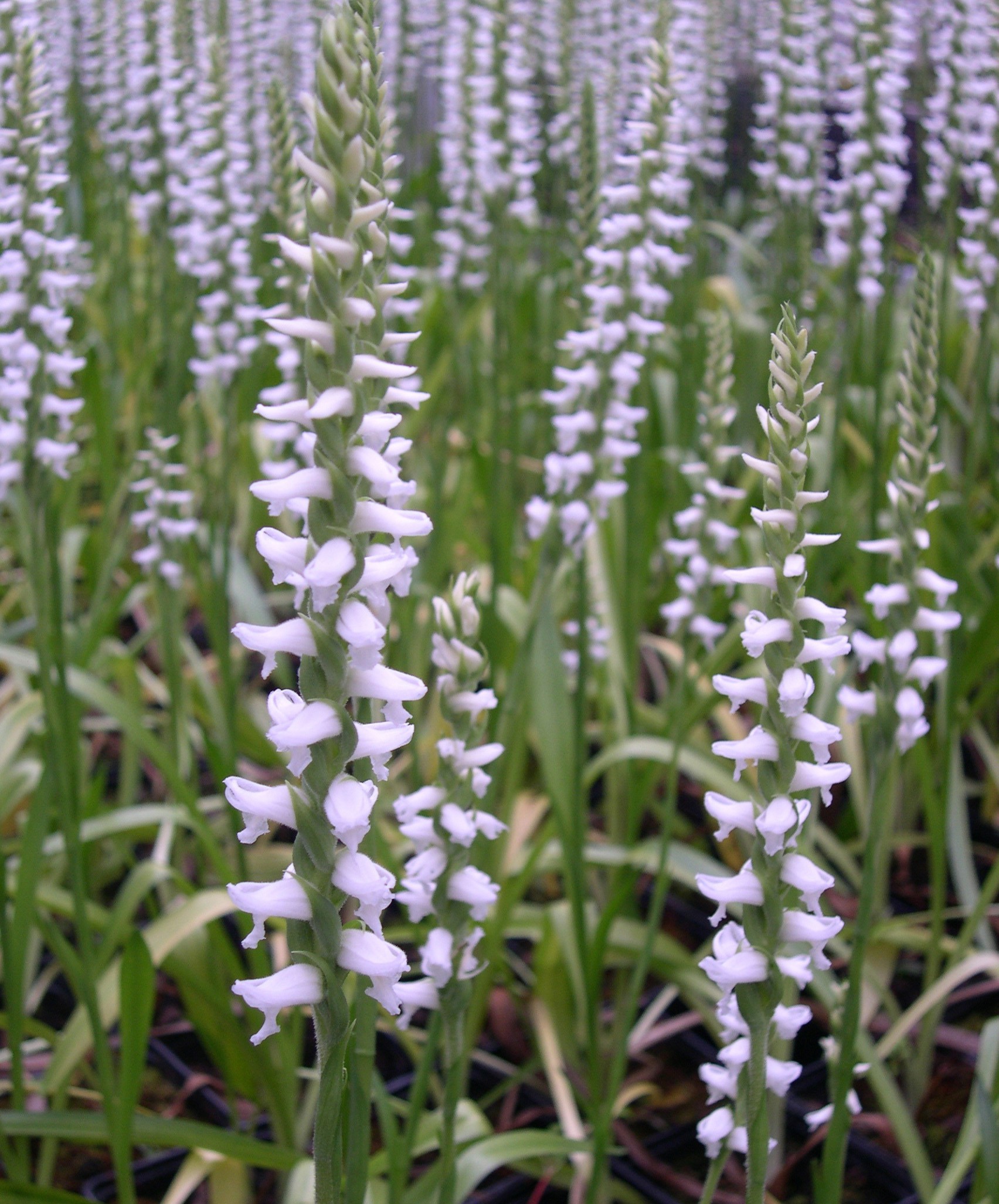 Spiranthes Cernua Odorata Chadd's Ford