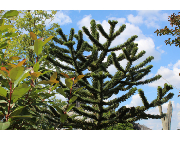 Apenboom - Araucaria Araucana