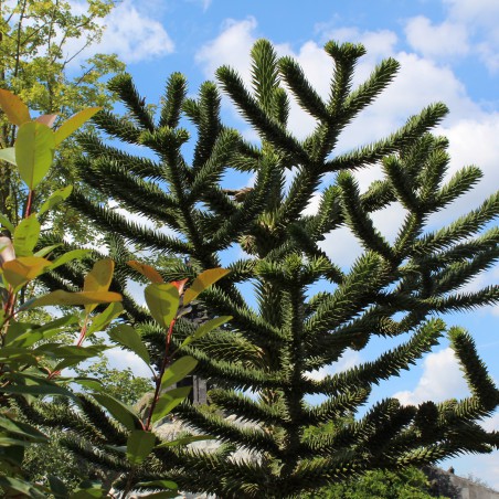 Désespoir des singes - Araucaria Araucana