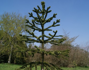 Désespoir des singes - Araucaria Araucana