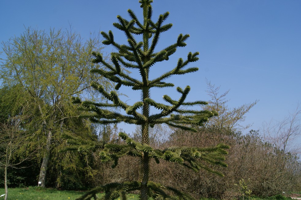 monkey-puzzle-tree.jpg