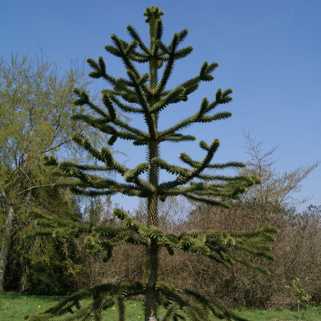 Chilenische Schmucktanne - Andentanne - Araucaria Araucana
