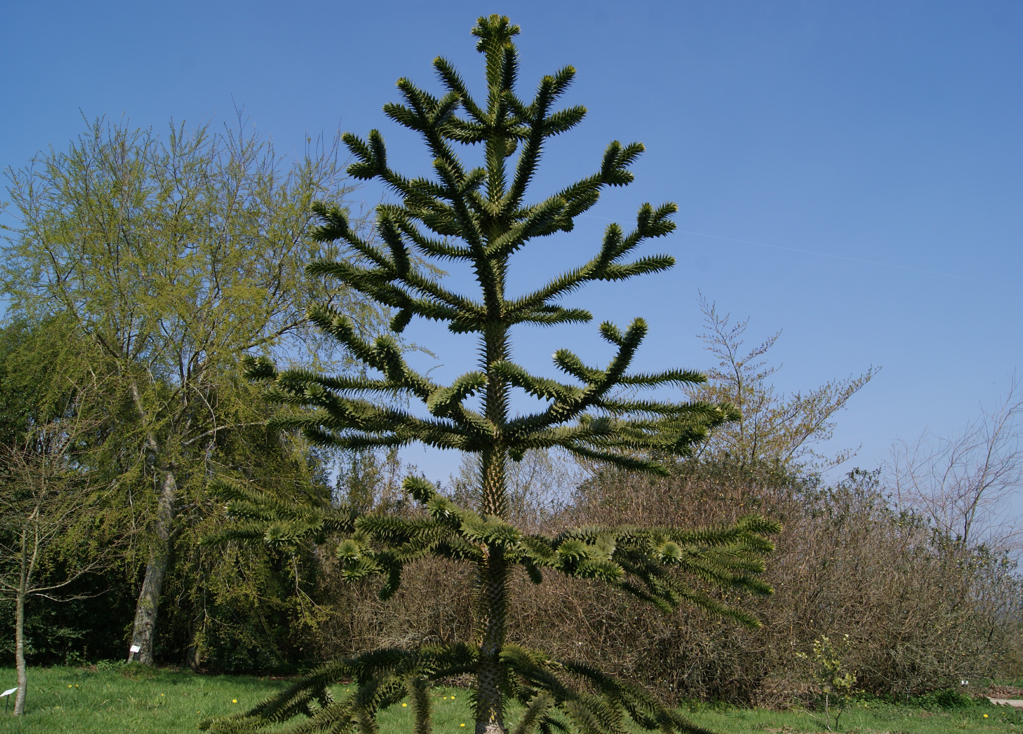 Désespoir des singes - Araucaria Araucana