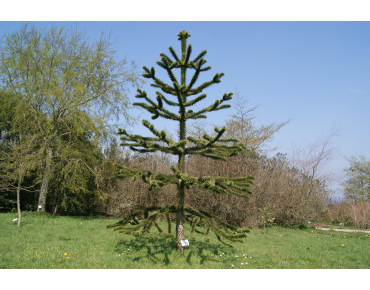 Apenboom - Araucaria Araucana