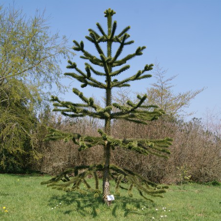 Désespoir des singes - Araucaria Araucana