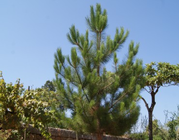 Pin noir d'Autriche - Pinus Nigra
