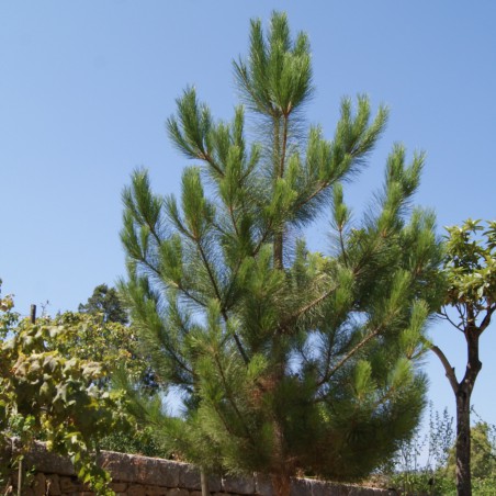 Austrian Black Pine - Austrian pine or black pine - Pinus Nigra