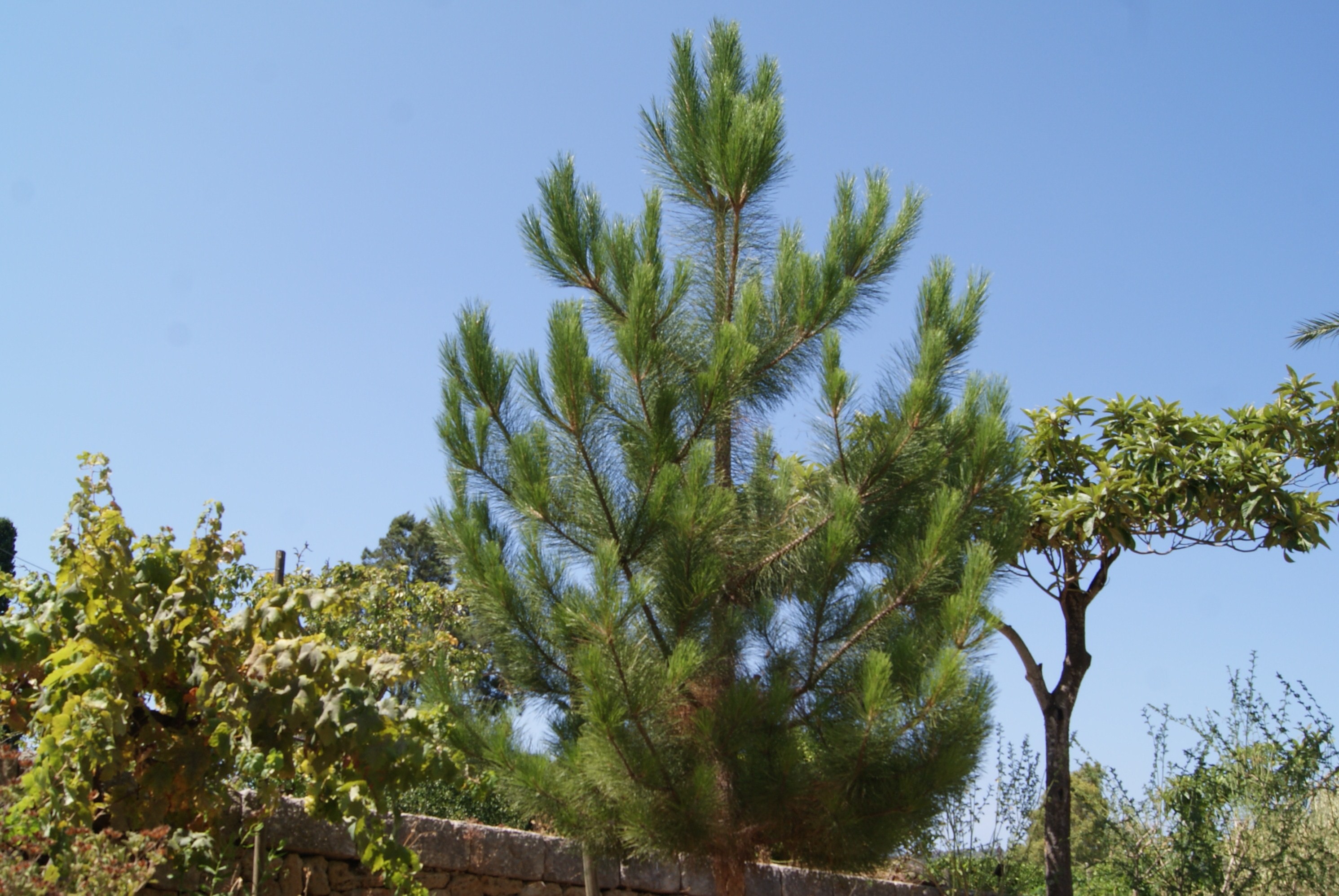 Österreichische Schwarz-Kiefer - Pinus Nigra