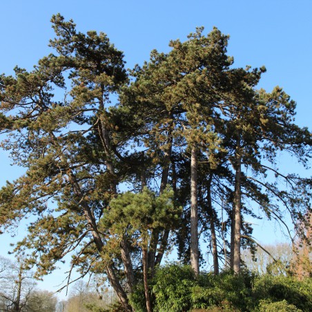 Austrian Black Pine - Austrian pine or black pine - Pinus Nigra