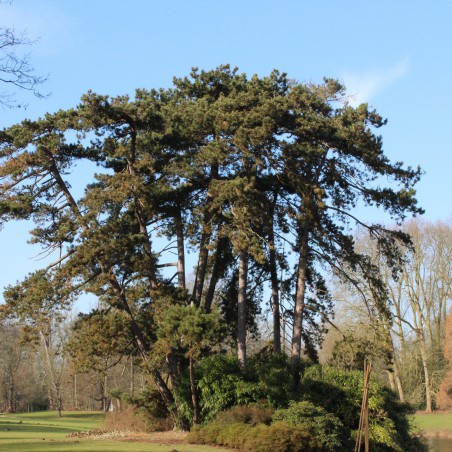Pin noir d'Autriche - Pinus Nigra