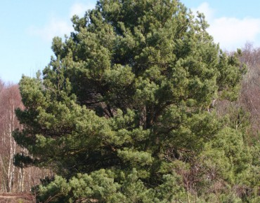 Pinus sylvestris