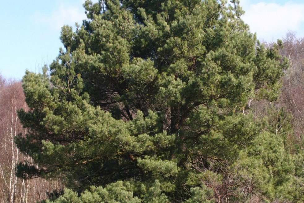Pinus sylvestris Pinus sylvestris