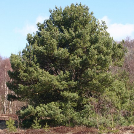 Scots pine  - Pinus sylvestris
