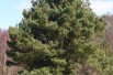 Pinus sylvestris