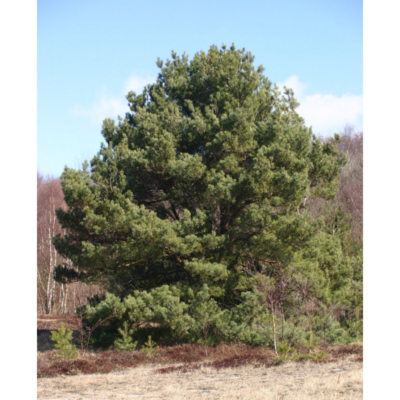 Scots pine tyredea