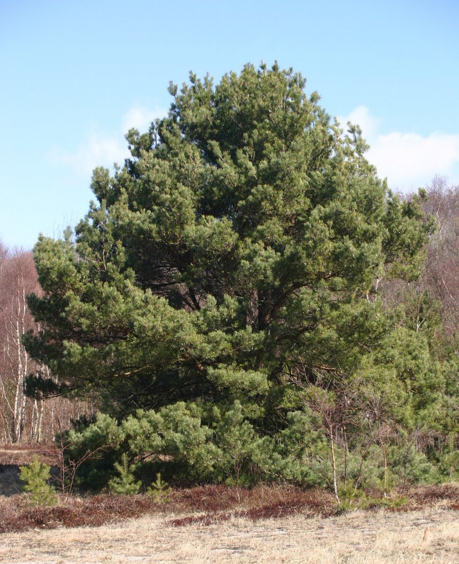 Scots pine