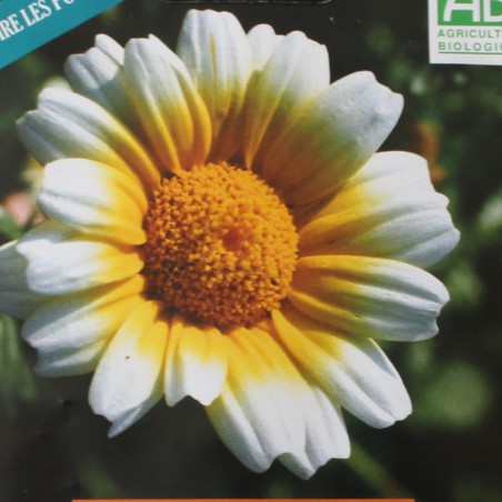 Semences Chrysanthème comestible - Glebionis coronaria