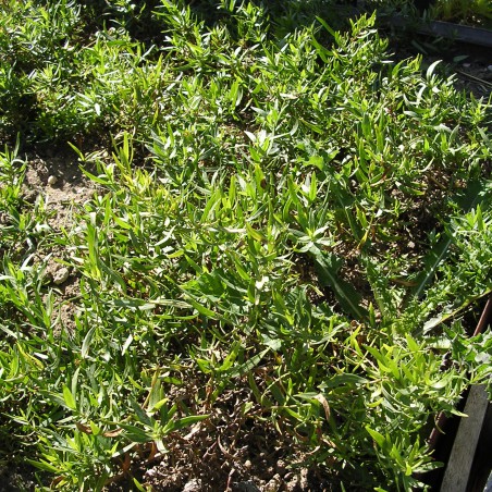 Samen Estragon, russischer - Artemisia dracunculus