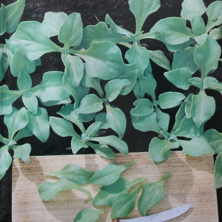 Seeds Ice plant - Mesembryanthemum crystallinum