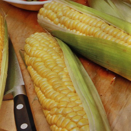Samen Zuckermais Golden Bantam - Zea mays