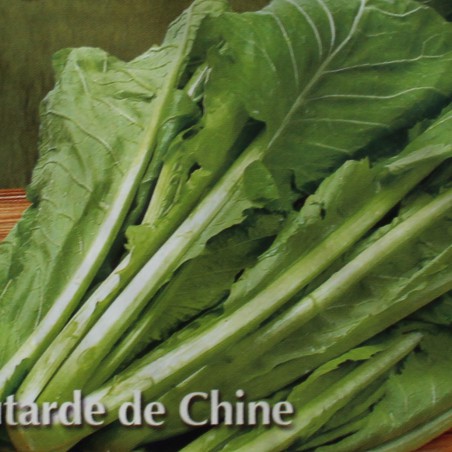 Zaden Mosterdkool - Amsoi Mung Choi - Brassica juncea var. rugosa