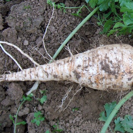 Zaden Wortelpeterselie - Petroselinum crispum var. radicosum