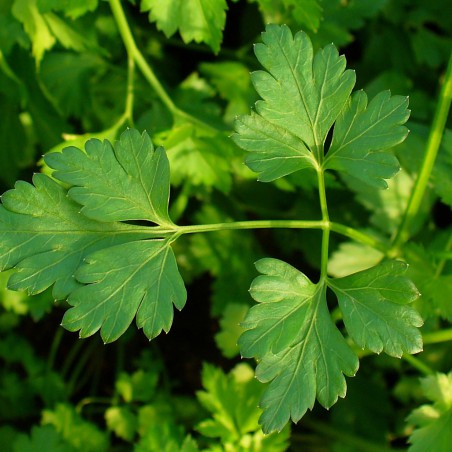 Zaden Wortelpeterselie - Petroselinum crispum var. radicosum