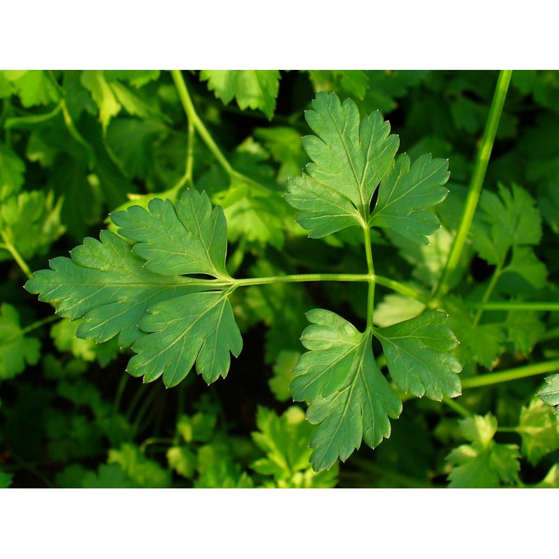 Root parsley Petroselinum crispum var. radicosum