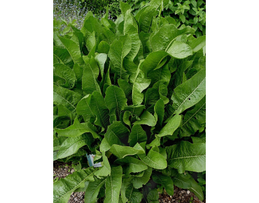 Zaden mierikswortel  - Cochlearia armoracia L.