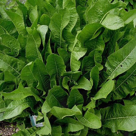Seeds Horseradish - Cochlearia armoracia L.