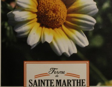 Chrysanthème comestible