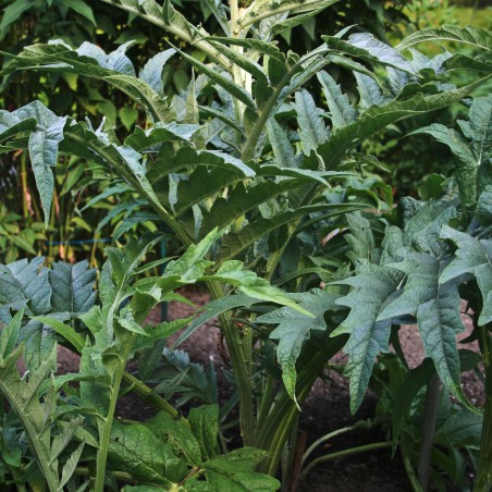 Semences Cardon blanc - Cynara Cardunculus