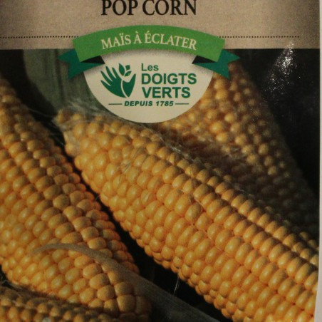 Seeds Pop Corn Maize - Zea mays