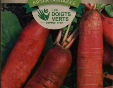 Radis rose d'hiver de Chine