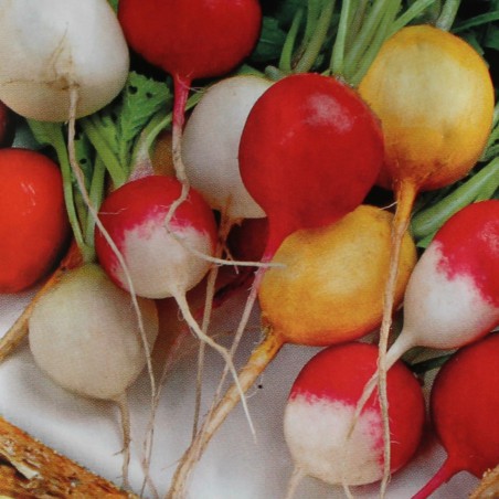 Radis variété ronde en mélange