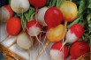 Radish mixed 