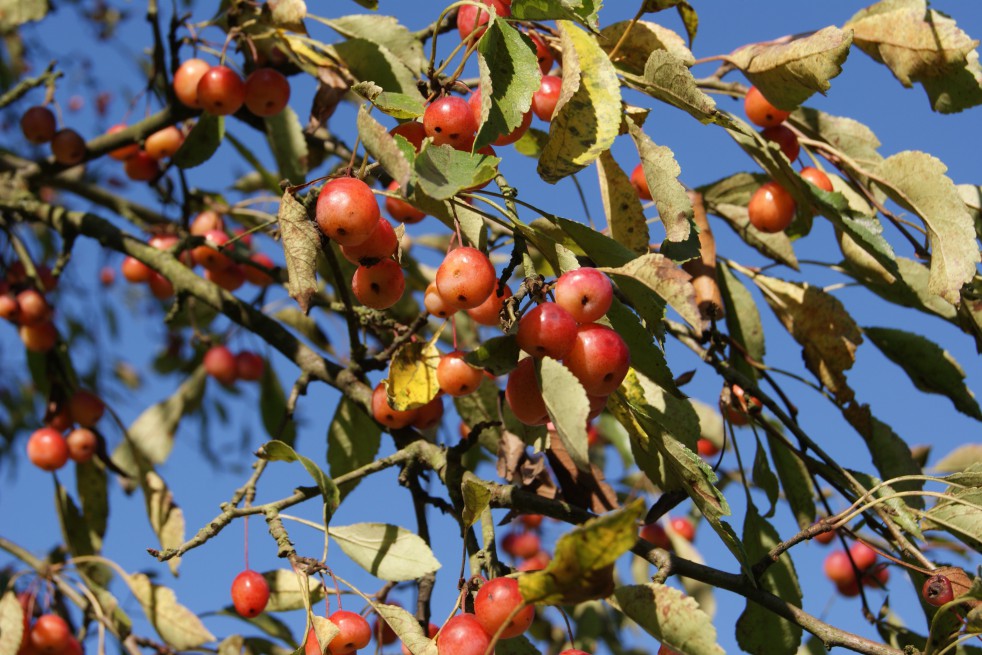 Malus Toringo Sargentii