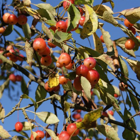 Malus Toringo Sargentii