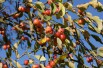 Malus Toringo Sargentii