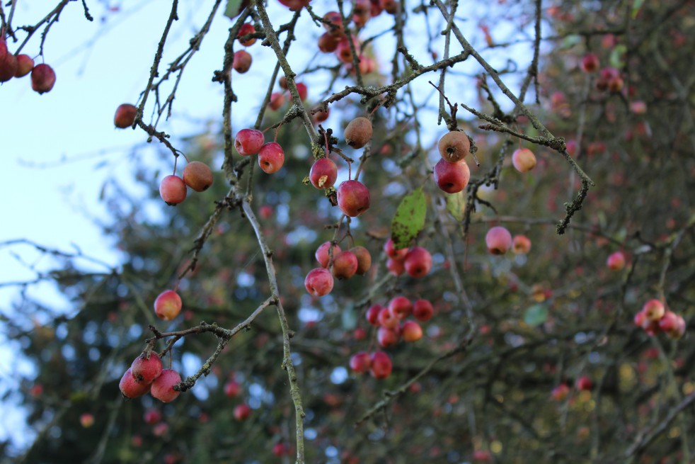 Malus Toringo Sargentii