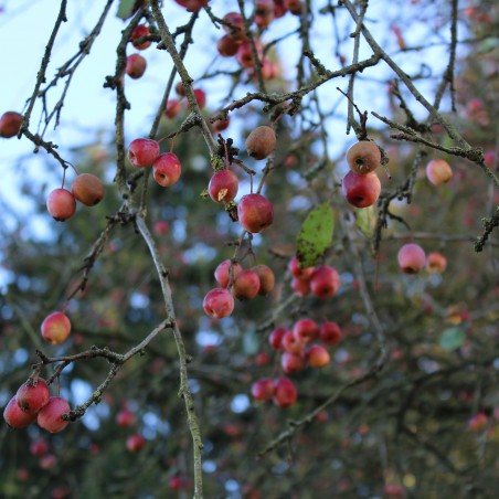 Malus Toringo Sargentii