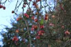 Malus Toringo Sargentii