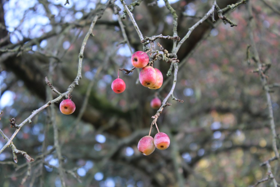 Malus Toringo Sargentii