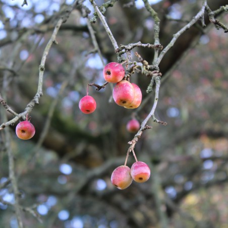Malus Toringo Sargentii