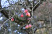 Malus Toringo Sargentii